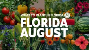 What To Plant In Florida In August