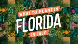 What To Plant In Florida In July
