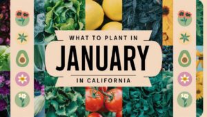 What To Plant In January In California