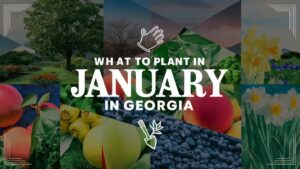 What To Plant In January In Georgia