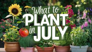 What To Plant In July