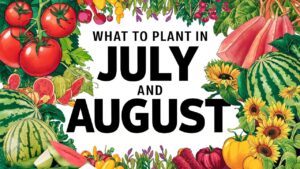 What To Plant in July and August