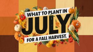 What To Plant in July for a Fall Harvest