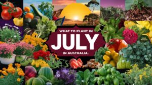What To Plant In July In Australia
