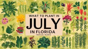 What To Plant In July In Florida
