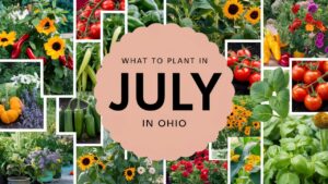 What To Plant In July In Ohio