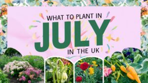 What To Plant In July In The UK