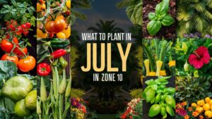 What To Plant In July In Zone 10