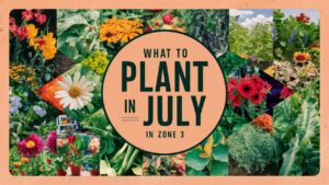 What To Plant In July In Zone 3