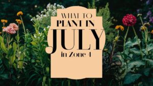 What To Plant In July In Zone 4