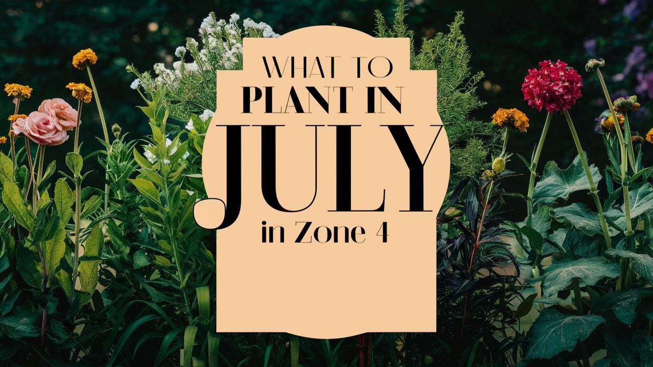 What To Plant In July In Zone 4