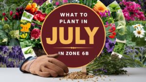 What To Plant In July In Zone 6b