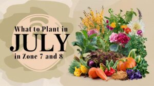 What To Plant In July In Zone 7 And 8