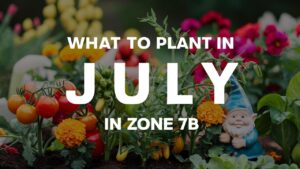 What To Plant In July In Zone 7b