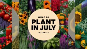 What To Plant In July In Zone 8