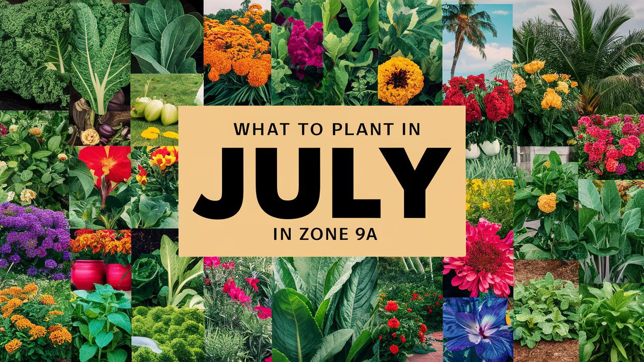 What To Plant In July In Zone 9a