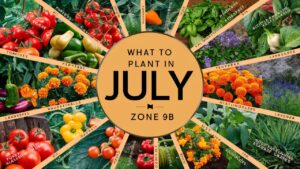 What To Plant In July In Zone 9b