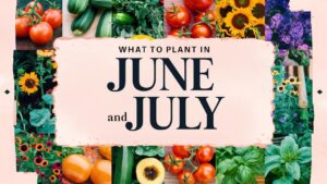 What To Plant In June And July