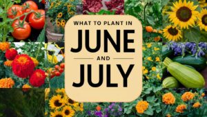 What To Plant in June and July