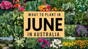 What To Plant In June In Australia