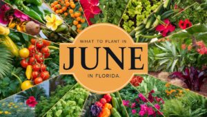 What To Plant In June In Florida