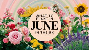 What To Plant In June In The UK