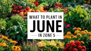 What To Plant In June In Zone 5