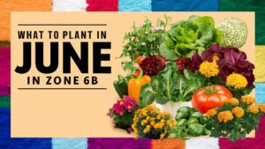 What To Plant In June In Zone 6b