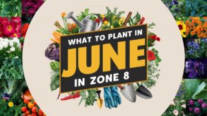 What To Plant In June In Zone 8