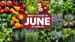 What To Plant In June In Zone 8b