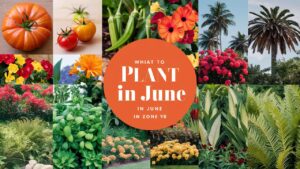 What To Plant In June In Zone 9b