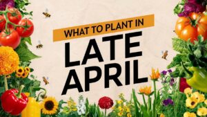 What To Plant In Late April