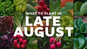 What To Plant In Late August