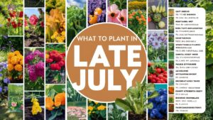 What To Plant In Late July