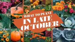 What To Plant In Late October