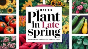 What To Plant In Late Spring