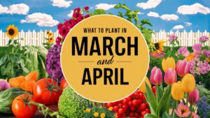 What To Plant In March And April