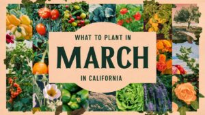 What To Plant In March In California