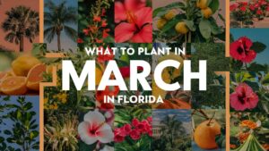 What To Plant In March In Florida