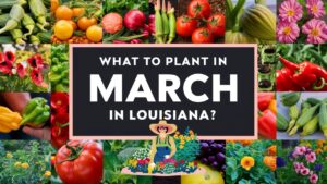 What To Plant In March In Louisiana