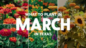 What To Plant In March In Texas