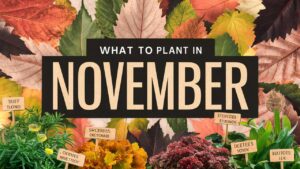 What To Plant In November