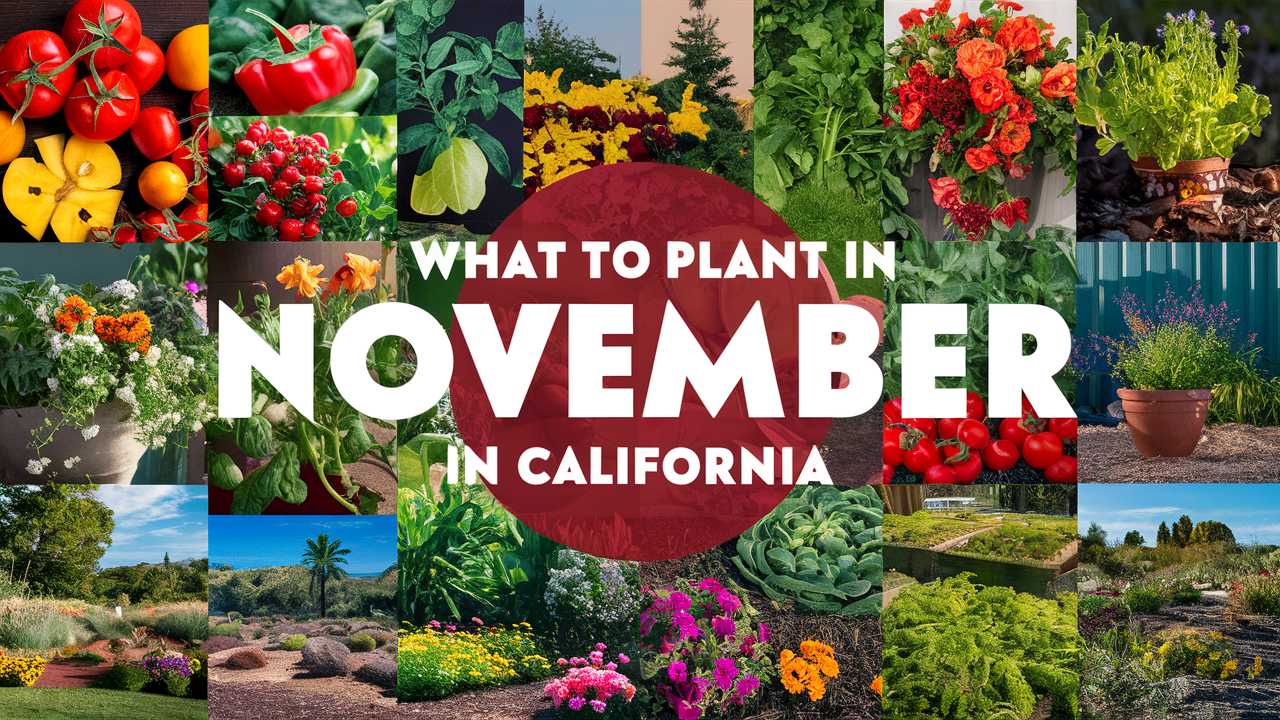 What To Plant In November In California
