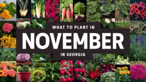 What To Plant In November In Georgia