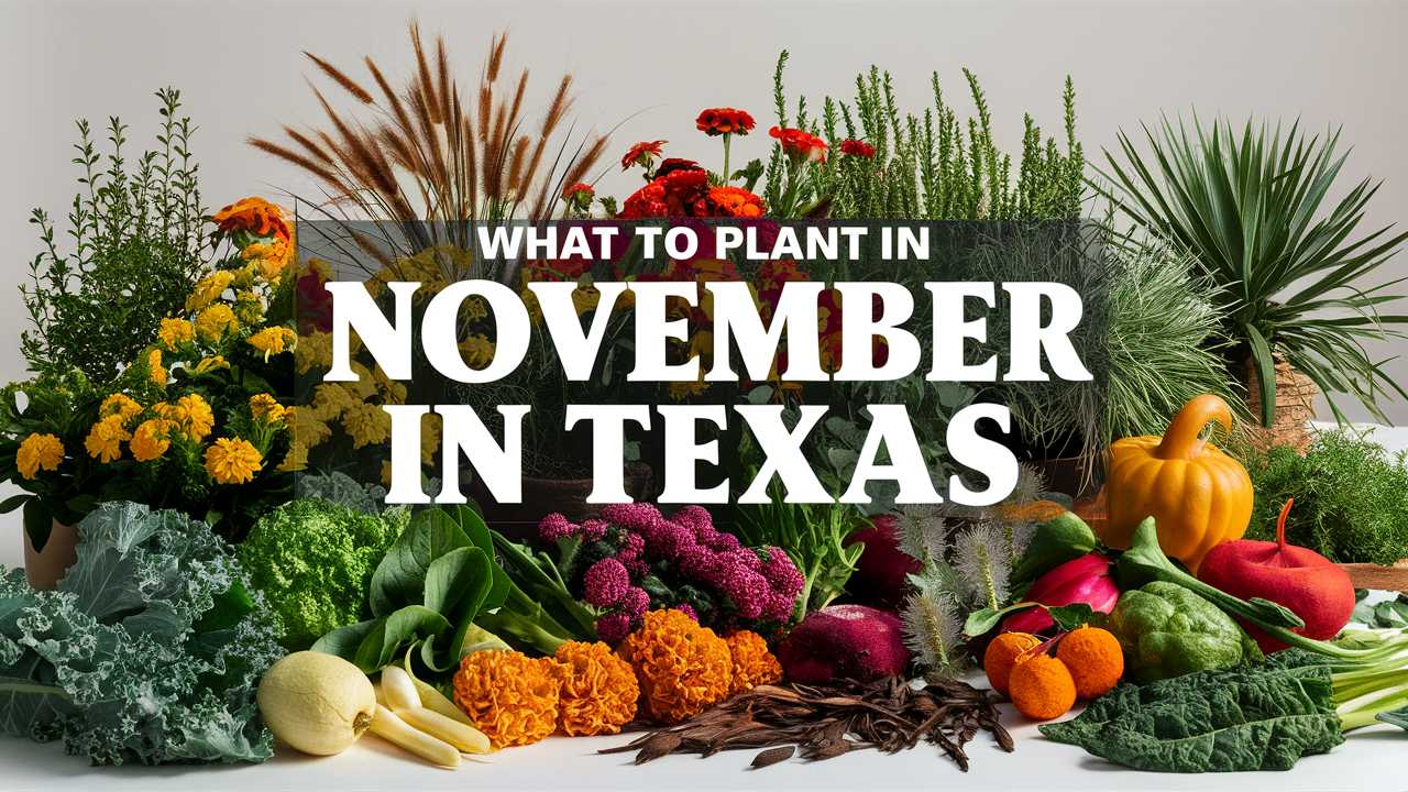 What To Plant In November In Texas