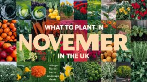 What To Plant In November In The UK