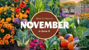 What To Plant In November In Zone 9
