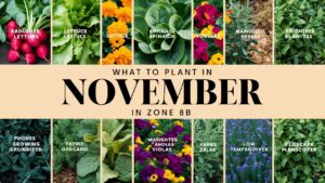 What To Plant In November in Zone 8b