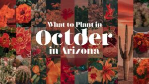 What To Plant In October In Arizona