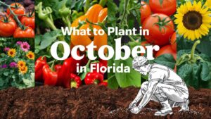 What To Plant In October In Florida